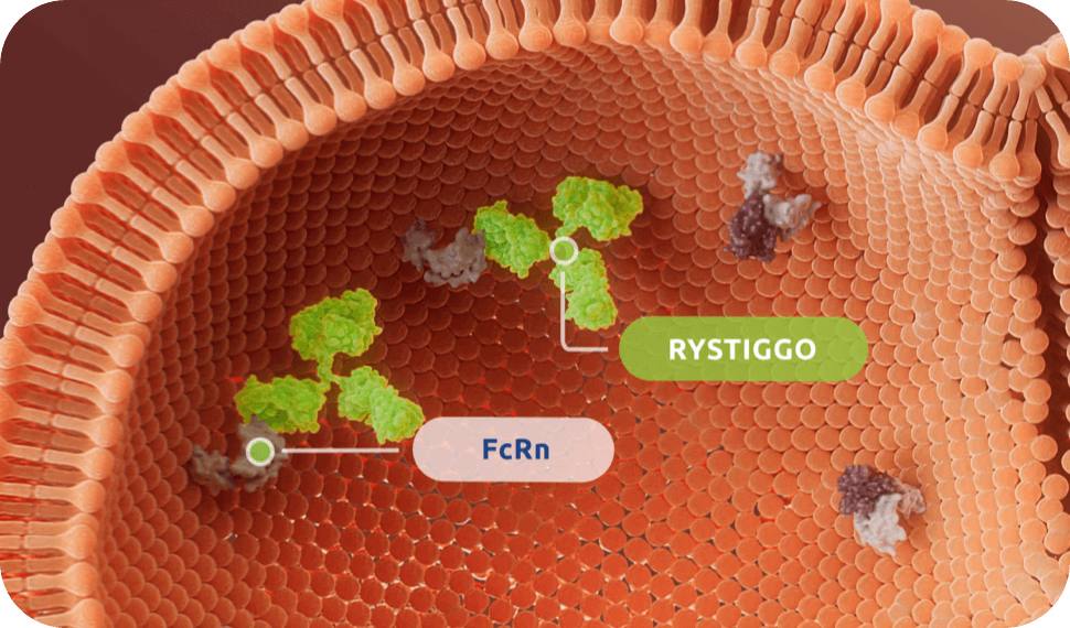 Mechanism of Action