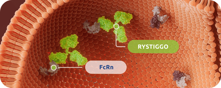 Mechanism of Action