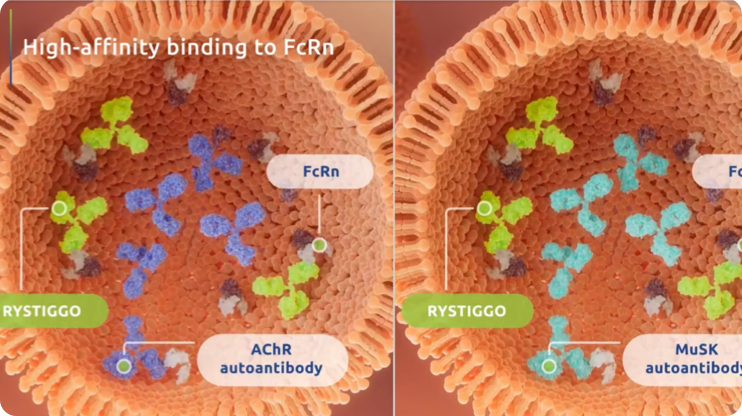 Mechanism of Action Video